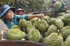 Durian exports on track to surpass US$4 billion by year-end