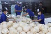 2025年越南椰子出口额有望突破11.5亿美元
