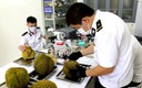 Gỡ vướng đăng ký phòng thử nghiệm phục vụ xuất khẩu sầu riêng
