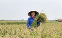 Hình thành thương hiệu gạo Việt từ sản xuất xanh, bền vững
