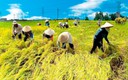 Điều kiện miễn thuế đối với hoạt động sản xuất n&#244;ng nghiệp
