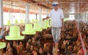 Chính sách thuế với hộ kinh doanh chăn nuôi gia công