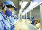 Hướng dẫn quản lý, sử dụng kinh phí khuyến công