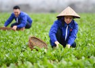 Cơ chế phát triển sản xuất liên kết theo chuỗi giá trị