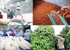 Xuất khẩu nông lâm thủy sản từ 70 đến 100 tỷ USD: Cần những bước đột phá mới