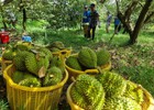 Thông điệp mạnh từ vụ án sầu riêng