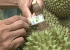 Đơn giản hóa TTHC về mã số vùng trồng, mã số cơ sở đóng gói