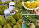 Không mở rộng diện tích sầu riêng; tập trung nâng cao năng suất, chất lượng
