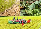 Nâng mức hỗ trợ phí bảo hiểm nông nghiệp