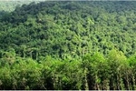 Ngăn chặn tình trạng phá rừng, lấn chiếm đất rừng