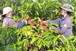 Tạo động lực để kết nối nông nghiệp Tây Nguyên