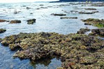 Tăng cường quản lý, bảo vệ hệ sinh thái san hô