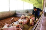 Tăng cường xử lý việc sử dụng chất cấm trong chăn nuôi