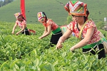 Quy định mới về hỗ trợ đất sản xuất cho hộ đồng bào dân tộc thiểu số nghèo