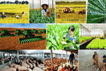 Đề xuất Bộ chỉ tiêu giám sát đánh giá về nông nghiệp nông dân và nông thôn