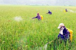 Đề xuất Danh mục thuốc bảo vệ thực vật được phép sử dụng, cấm sử dụng tại Việt Nam