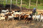 Quảng Ngãi: Tín dụng chính sách hỗ trợ đắc lực giảm nghèo, xây dựng nông thôn mới trên quê hương Đức Phổ