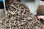 Viên nén gỗ: Chuẩn hóa sản xuất để đáp ứng nhu cầu thị trường
