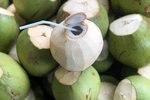 Dừa tươi Việt Nam: Từ đặc sản địa phương đến ngành hàng tỷ USD