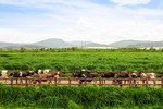 Vinamilk và bài học biến chi phí xanh thành sức mạnh thương hiệu