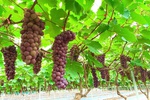 Phát triển sản phẩm OCOP từ vùng đất bãi