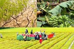 Nâng mức hỗ trợ phí bảo hiểm nông nghiệp