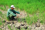 Climate change impact in rural Viet Nam - science must lead change