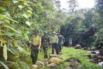 Viet Nam classified as a “low-risk” country under EU deforestation law