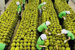 2025年前7个月越南蔬果对华出口金额21亿美元