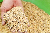 Xuất cấp gần 190 tấn hạt giống hỗ trợ H&#224; Nam v&#224; Quảng Trị	