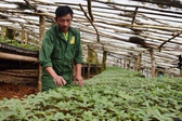 Phê duyệt Chương trình phát triển Sâm Việt Nam