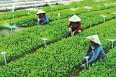 Quy chế hoạt động của Ban Chỉ đạo quốc gia về kinh tế tập thể