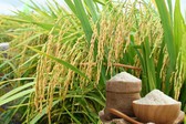 Thông qua nội dung Bản ghi nhớ hợp tác thương mại gạo Việt Nam – Singapore