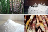 Nghi&#234;n cứu hỗ trợ doanh nghiệp m&#237;a đường duy tr&#236; sản xuất bền vững