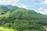 Xây dựng ngành lâm nghiệp đa giá trị, phát triển bền vững