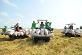 Đảm bảo việc điều hành sản xuất và tiêu thụ lúa gạo trong tình hình mới