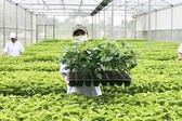 Tổ chức vi phạm về sản xuất, buôn bán giống cây trồng bị phạt đến 100 triệu đồng