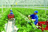 Chính sách về khuyến nông
