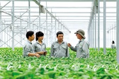 Chính sách của nhà nước về phát triển tổ hợp tác