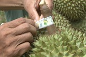 Đơn giản hóa TTHC về mã số vùng trồng, mã số cơ sở đóng gói