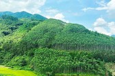 Thành lập Hội đồng thẩm định điều chỉnh Quy hoạch lâm nghiệp tầm nhìn đến năm 2050