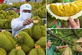 Không mở rộng diện tích sầu riêng; tập trung nâng cao năng suất, chất lượng