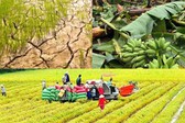 Nâng mức hỗ trợ phí bảo hiểm nông nghiệp
