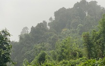 Thu dịch vụ môi trường rừng tăng 20%