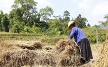 Chủ động nguyên liệu trong nước để 'hạ nhiệt' giá thức ăn chăn nuôi