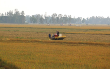 Dự án chuyển đổi đất trồng lúa, có cần đánh giá tác động môi trường?