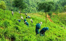 Chuyên trách bảo vệ rừng có phải là nghề độc hại, nguy hiểm?