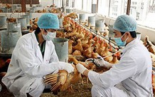 Vaccine thú y Việt Nam: 'Lá chắn' cho an toàn dịch bệnh