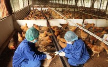 Các địa phương đang có dịch bệnh động vật cần công bố dịch sớm