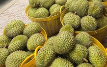 Nâng cao chất lượng kiểm nghiệm để phục vụ xuất khẩu sầu riêng